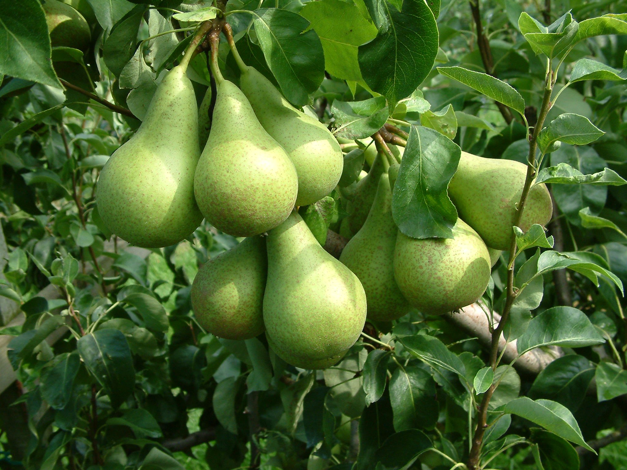 afbeelding_006