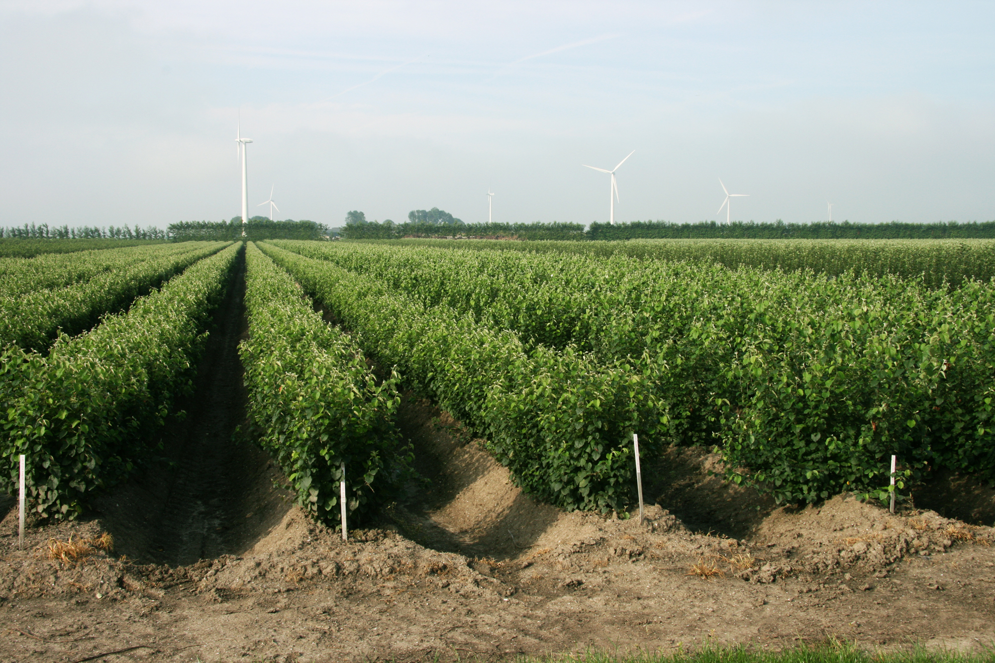 afbeelding_016_2000px