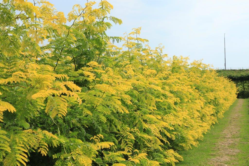 gleditsia_tr_sunburst_img_9609