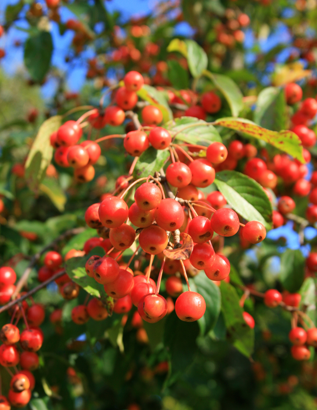 malus-prof-sprenger-1