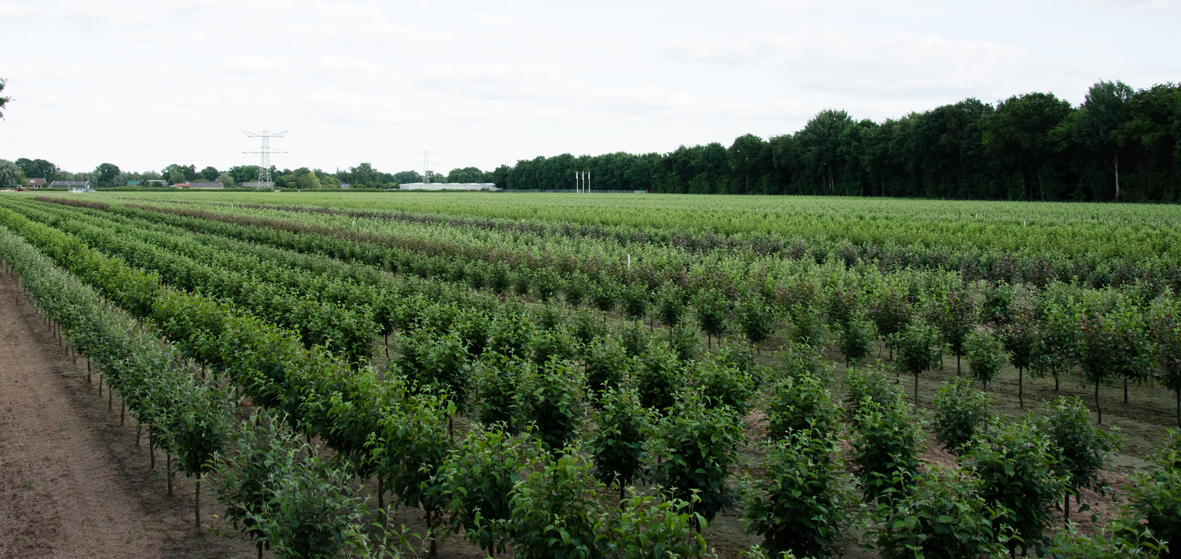 vermeerderingstuinen_panoramahorst